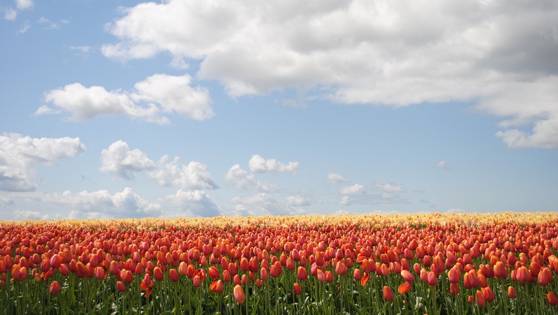 Holland - möt våren bland tulpaner